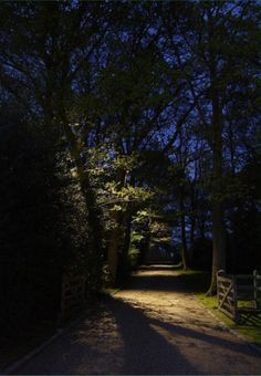 an empty path in the woods at night with no one on it and trees lining both sides