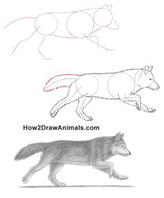 how to draw an animal wolf step by step