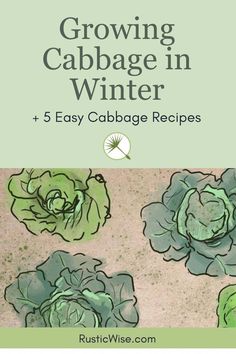 the cover of growing cabbage in winter and 5 easy cabbage recipes by rustie wise