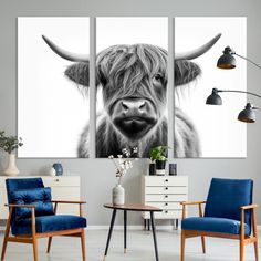 three panels of a cow's face in black and white with blue chairs around it