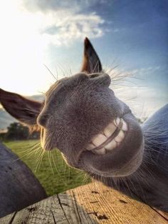 a donkey sticking its head over a wooden fence with the sun shining in the background