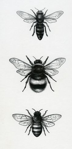 three bees are shown in black and white, each with different markings on their bodies