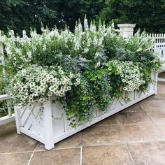 نباتات منزلية, Garden Planter Boxes, White Planters, Outdoor Gardens Design, Backyard Garden Design, White Gardens, Courtyard Garden, Back Garden