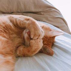 an orange cat laying on top of a bed with it's paws in the air