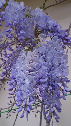 purple flowers are growing in a vase on the table