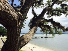 a large tree on the shore of a lake