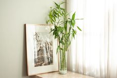 a bamboo plant in a glass vase on a shelf next to a window with white curtains