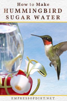 a hummingbird flying next to a bird feeder with water in it's beak and the words, how to make hummingbird sugar water