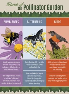 the four different types of butterflies and bees are shown in this graphic above it is an image