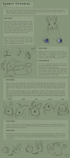 an info sheet with instructions for how to draw rabbits and other animals, including the eyes