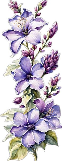 purple flowers with green leaves and buds on a white background, watercolor drawing or illustration