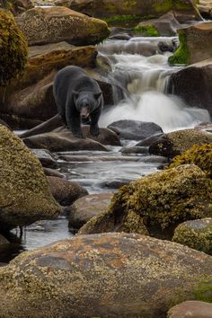 there is a bear that is standing on some rocks in the water and looking at something