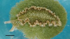 an image of a sea urchin under water