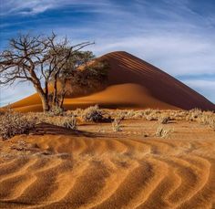 the sand dunes and trees in the desert