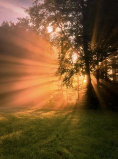 the sun shines brightly through the trees