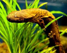 an aquarium filled with green plants and water next to it's bottom half,