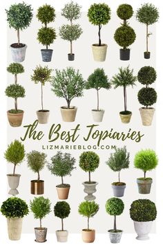 the best topiaryes for potted trees and shrubs are in pots on display