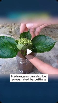 Garden Island Ideas, Garden Simple Ideas, Propagating Hydrangeas, Garden Simple, Garden Hacks Diy, Grafting Plants, Garden Island, Growing Hydrangeas