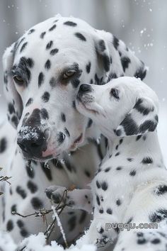 two dalmatian puppies are playing in the snow, one is rubbing its head against the other's neck