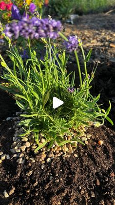 a garden filled with lots of flowers and dirt on top of it's soil