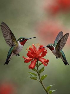 two hummingbirds flying over a red flower