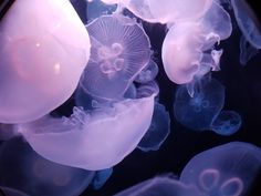 the jellyfish are all different colors and sizes