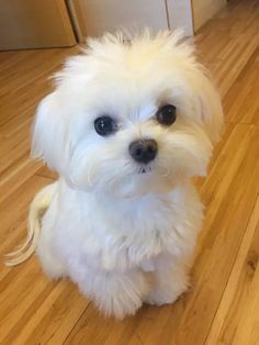 a small white dog sitting on top of a wooden floor