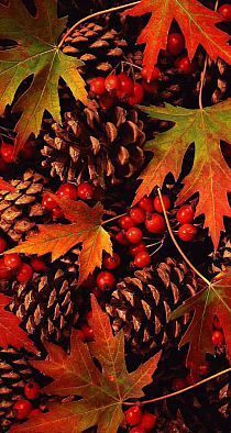 pine cones and leaves with red berries in the foreground, on an autumn background