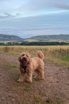 a brown dog standing on top of a dirt road