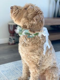 a brown dog sitting on top of a rug wearing a white ribbon around it's neck