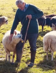 an old man is tending to his sheep in the field with other sheep behind him