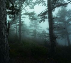 fog in the forest with trees and grass