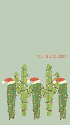 three green christmas cactuses with santa hats on their heads and the words tis the season above them