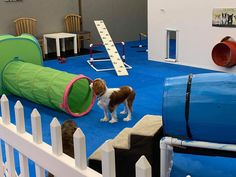 a small dog is standing in front of a play area with slide and climbing equipment