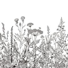 a black and white drawing of wild flowers