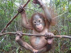 a baby oranguel hanging from a tree branch in the jungle with his hands on it's back