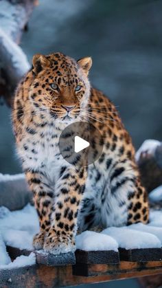 a large leopard standing on top of snow covered ground