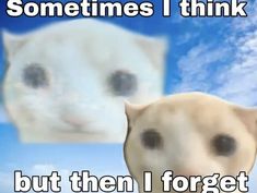 a cat and a dog with caption that says sometimes i think but then i forget