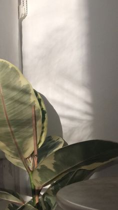 a large green plant sitting next to a white wall