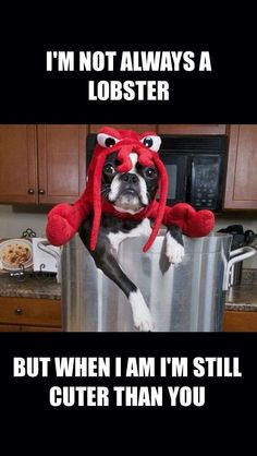 Lobstah Terriah Cute Puppy Photos, Boston Terrier Love, Boston Terrier Puppy, Pet Dogs Puppies, Terrier Puppy, Puppy Photos, Funny Dog Pictures, Boston Terriers, Cute Memes