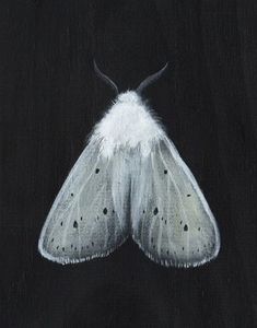 a painting of a white moth on a black background, with the wings spread out