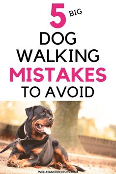 5 Big Dog Walking Mistakes to Avoid Walking Tips, Canine Enrichment, Dogs Training, Dog Training Treats, Dog Exercise, Dog Language