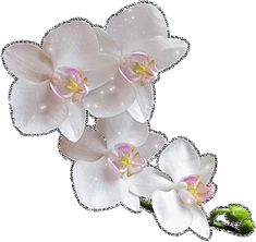 three white orchids with pink centers on a white background