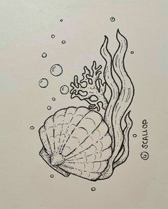 an ink drawing of a sea shell and coral