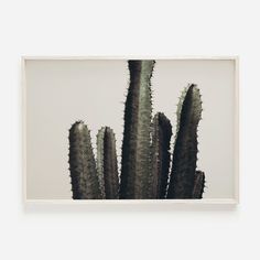 a cactus plant in a white frame hanging on the wall