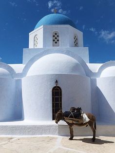 a horse standing in front of a white building with a blue dome on it's roof