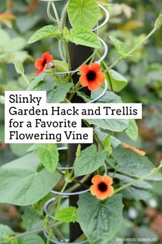 Slinky Garden Hack: Use a Slinky as a support and trellis for a climbing vine! | ©homeiswheretheboatis.net #garden #trellis #hack #flower Trellis Ideas For Jasmine, Flowers Around Pole, Clematis Trellis Ideas Climbing Vines, Honeysuckle Trellis Ideas, Unique Trellis Ideas, Vining Plants Outdoor Trellis, Diy Trellis For Potted Plants, Trellis Ideas Diy Climbing Vines, Garden Plants Ideas