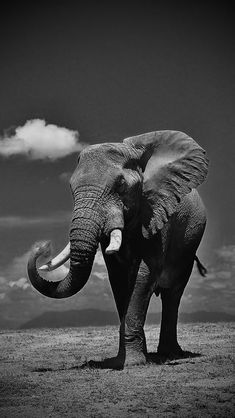 an elephant standing on top of a dry grass field under a blue sky with clouds