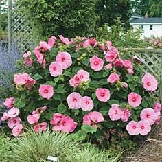 pink flowers are blooming in the garden