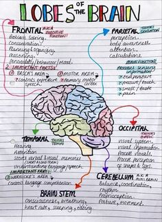 a piece of paper with the words, lopes of the brain written on it